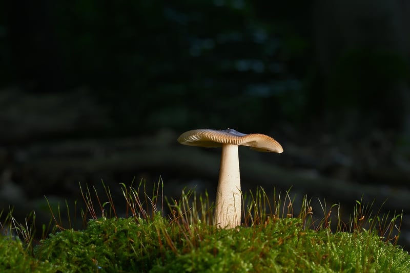 Nature-Inspired Art