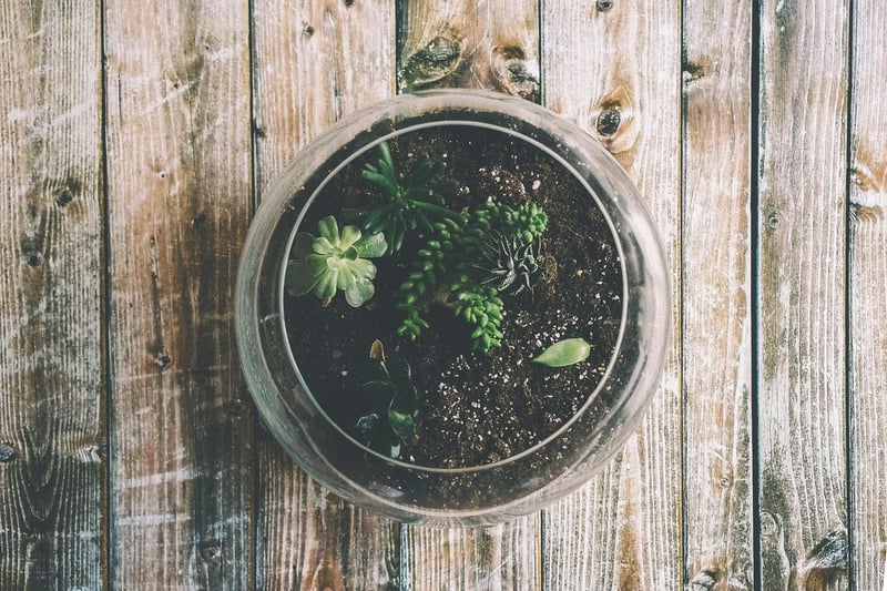 Terrarium Kit